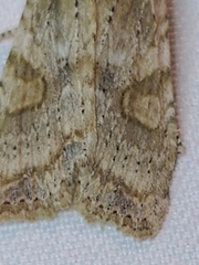 Lithophane bethunei