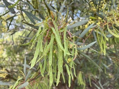 Acacia provincialis
