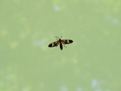 Dycladia