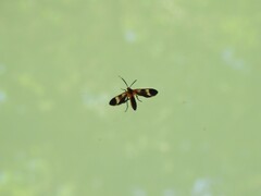 Dycladia