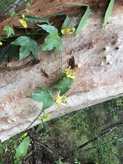 Passiflora herbertiana