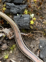 Ctenotus labillardieri