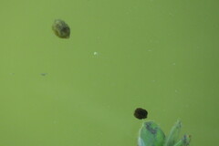 Acanthostracion quadricornis