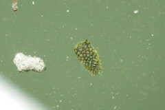 Chilomycterus schoepfii