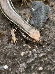 Ctenotus labillardieri