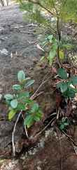 Ficus rubiginosa