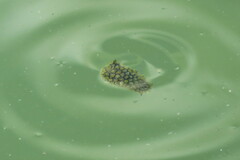 Chilomycterus schoepfii