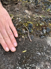 Ctenotus labillardieri