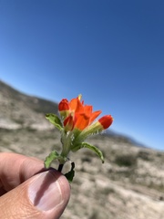 Castilleja scorzonerifolia