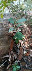 Ficus rubiginosa