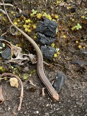 Ctenotus labillardieri