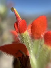Castilleja scorzonerifolia