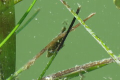Monacanthus ciliatus