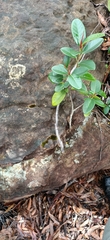 Ficus rubiginosa