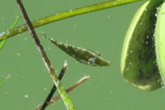 Monacanthus ciliatus