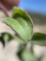 Castilleja scorzonerifolia