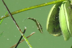 Monacanthus ciliatus