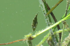 Monacanthus ciliatus