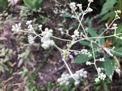 Astrotricha latifolia