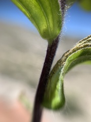 Castilleja scorzonerifolia