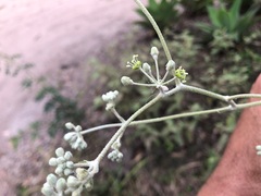 Astrotricha latifolia