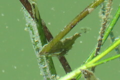 Monacanthus ciliatus