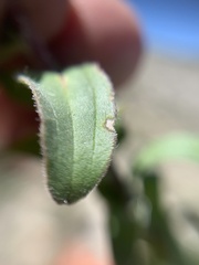 Castilleja scorzonerifolia