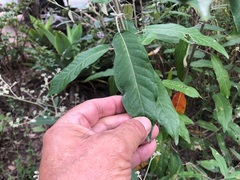 Astrotricha latifolia
