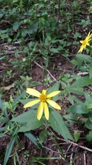 Verbesina helianthoides