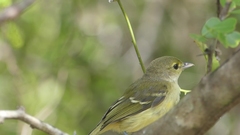 Vireo crassirostris