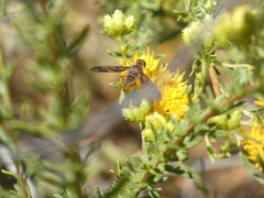 Poecilanthrax arethusa