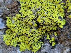 Rhizocarpon