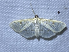 Herpetogramma aquilonalis