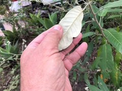 Astrotricha latifolia
