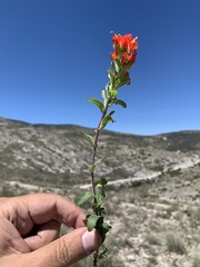 Castilleja scorzonerifolia