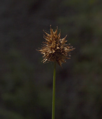 Carex preslii