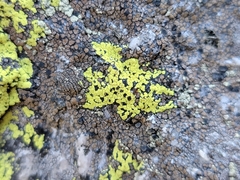 Rhizocarpon