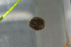 Acanthostracion quadricornis