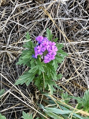 Glandularia wrightii