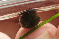 Acanthostracion quadricornis