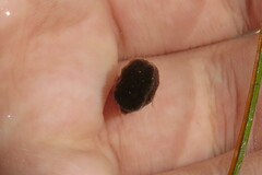 Acanthostracion quadricornis