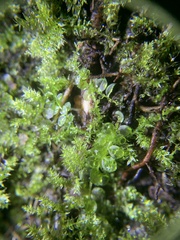 Selaginella apoda