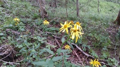 Verbesina helianthoides