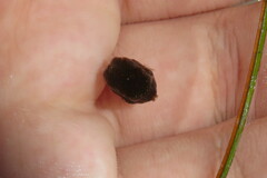 Acanthostracion quadricornis