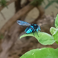 Thyreus nitidulus nitidulus