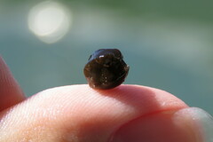 Acanthostracion quadricornis