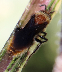 Pseudomethoca propinqua