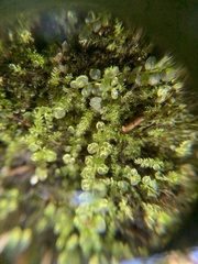 Selaginella apoda
