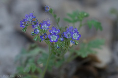 Phacelia congesta