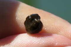 Acanthostracion quadricornis